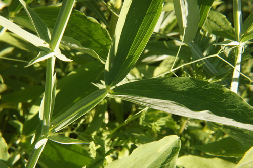 broad-leaved sweet pea