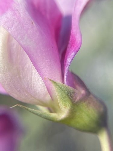 broad-leaved sweet pea