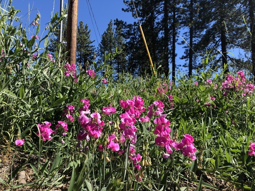 broad-leaved sweet pea