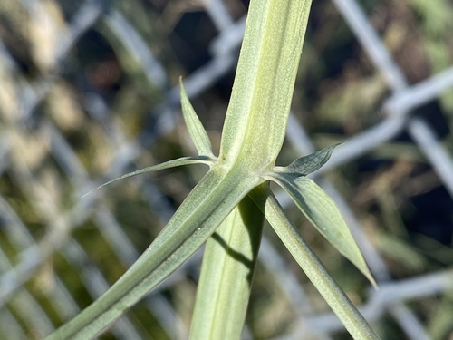 broad-leaved sweet pea