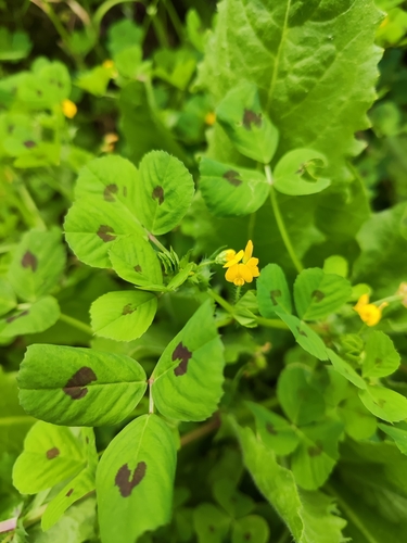 Spotted medick