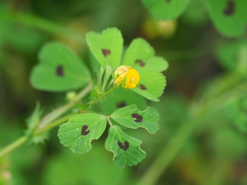 Spotted medick