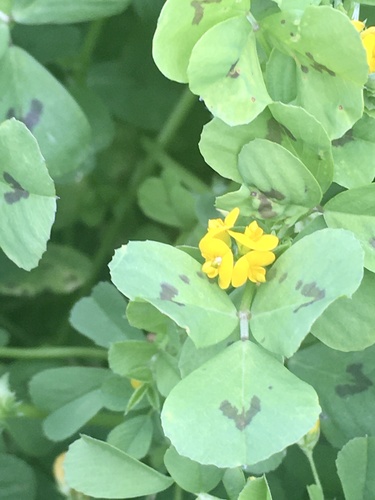 Spotted medick