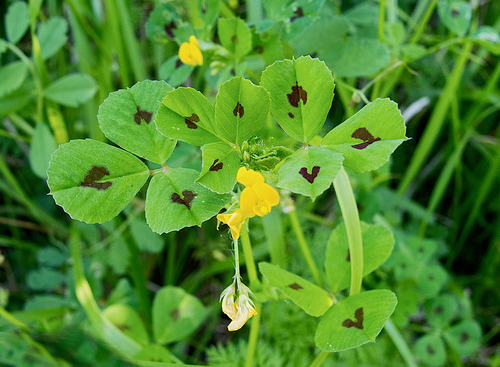Spotted medick