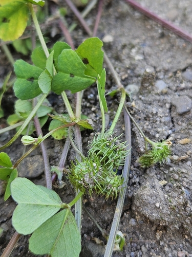 Spotted medick