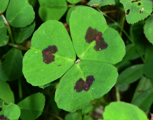 Spotted medick
