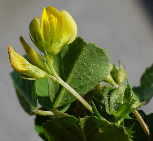 Spotted medick