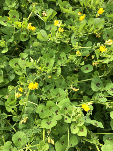 Spotted medick