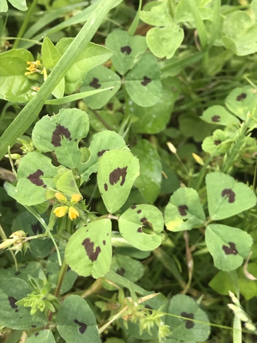 Spotted medick
