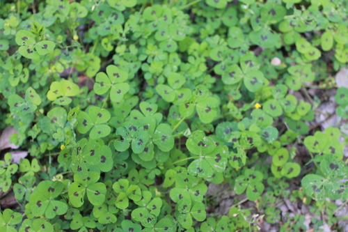 Spotted medick