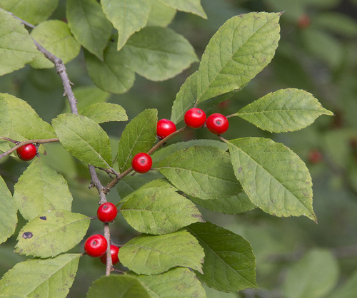 winterberry holly