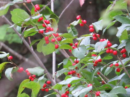 winterberry holly