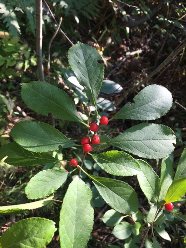 winterberry holly