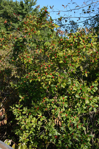 winterberry holly