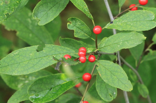 winterberry holly