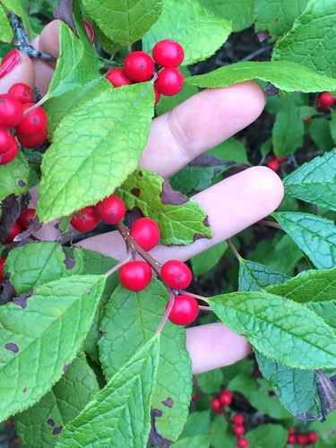 winterberry holly