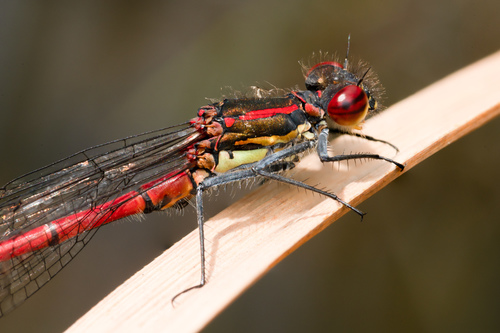 Large Red Damselfly