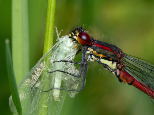Large Red Damselfly
