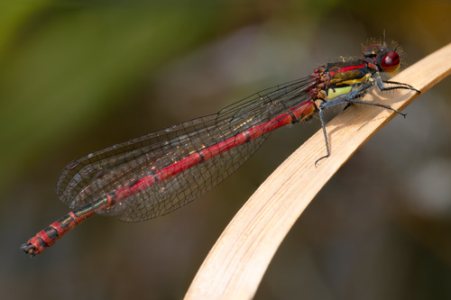 Large Red Damselfly
