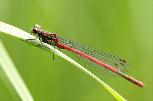 Large Red Damselfly