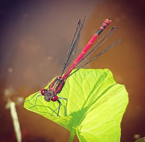 Large Red Damselfly