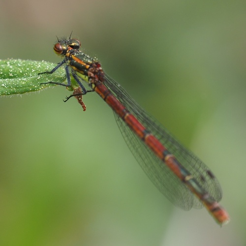 Large Red Damselfly