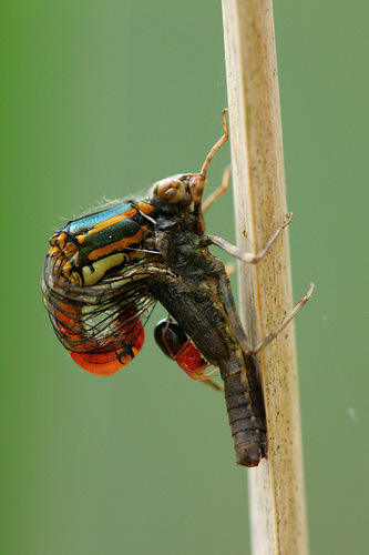 Large Red Damselfly