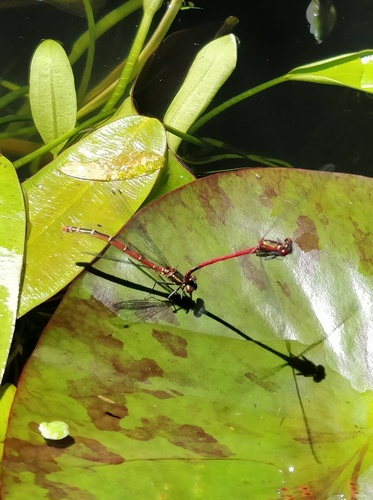 Large Red Damselfly