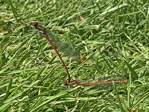 Large Red Damselfly