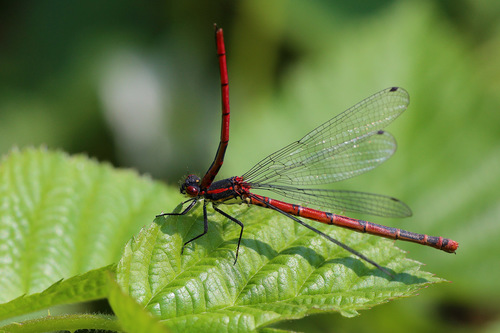 Large Red Damselfly