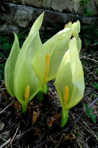 Italian arum
