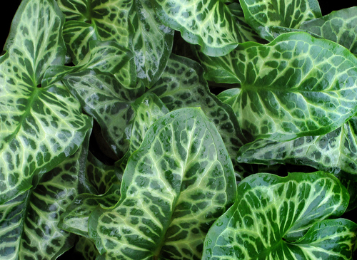 Italian arum