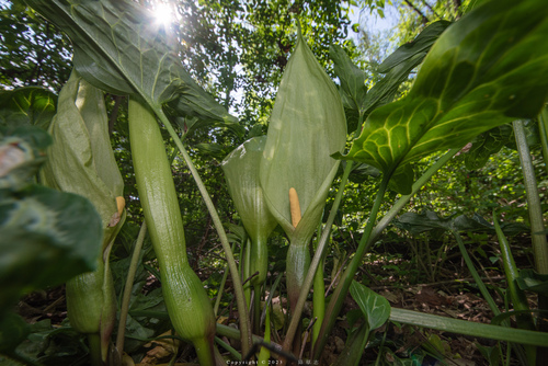 Italian arum