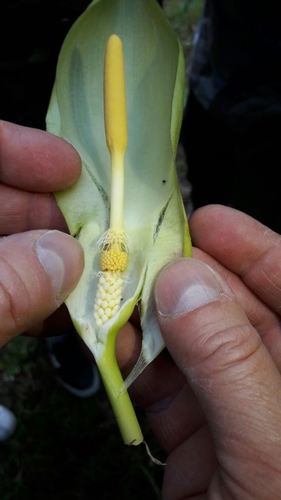 Italian arum