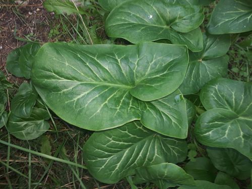 Italian arum