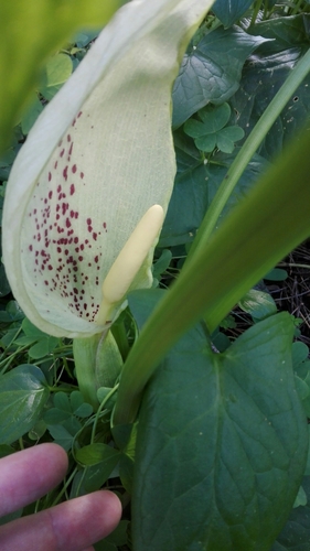 Italian arum