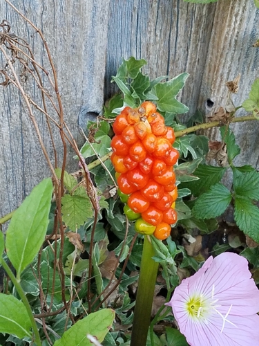 Italian arum