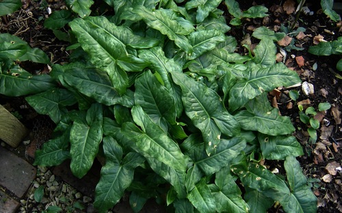 Italian arum