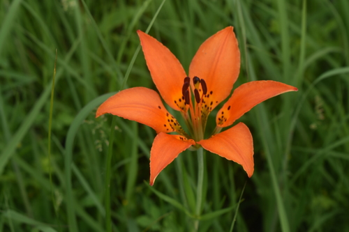 Wood Lily