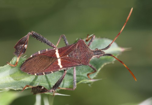 Eastern Leaf-footed Bug