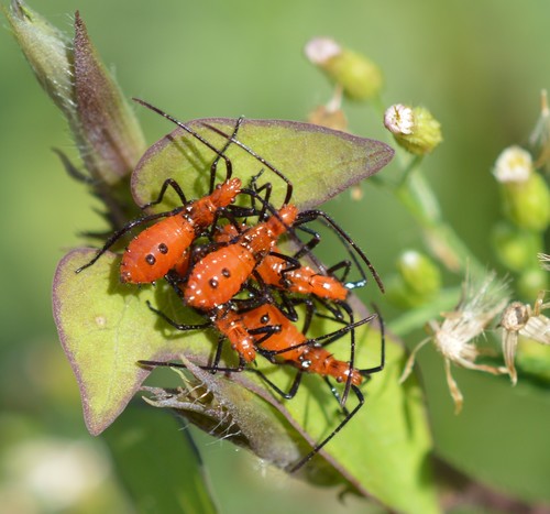 Eastern Leaf-footed Bug