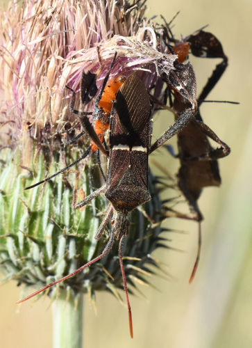 Eastern Leaf-footed Bug