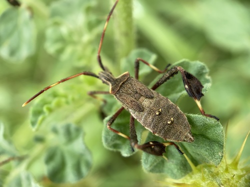 Eastern Leaf-footed Bug
