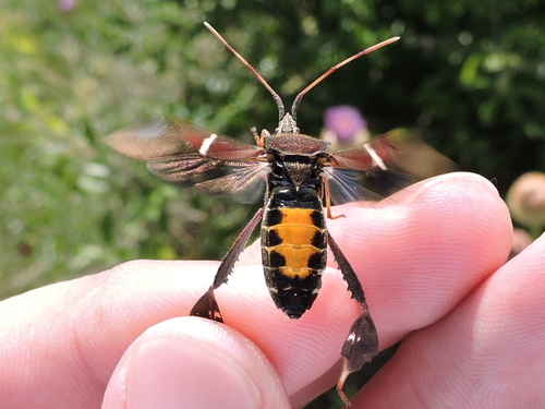 Eastern Leaf-footed Bug