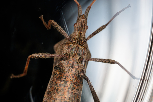 Eastern Leaf-footed Bug