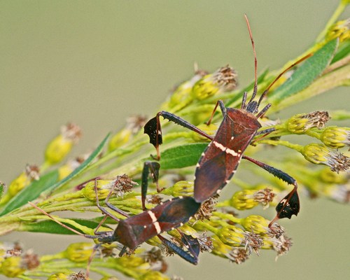 Eastern Leaf-footed Bug