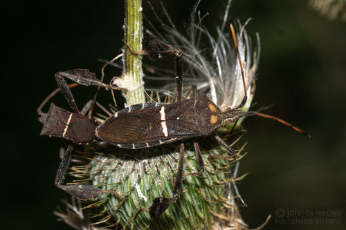 Eastern Leaf-footed Bug