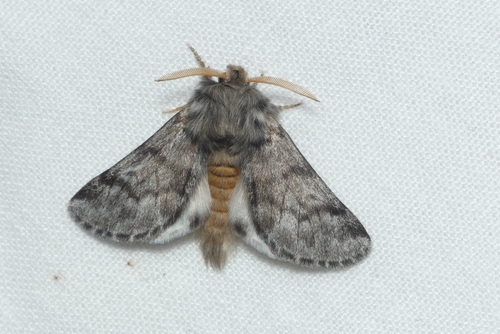 Pine Processionary-moth