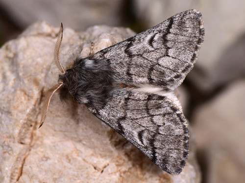 Pine Processionary-moth