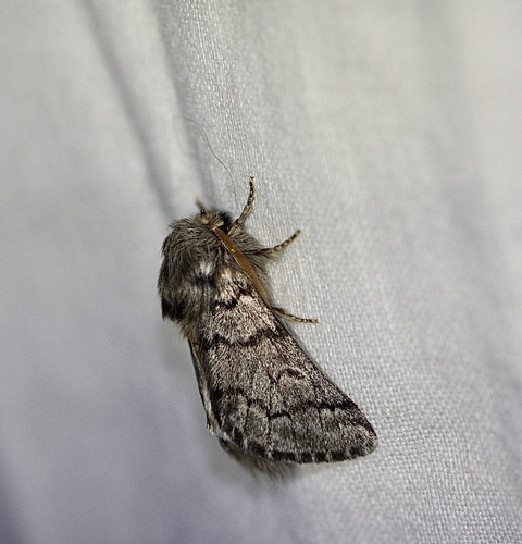Pine Processionary-moth